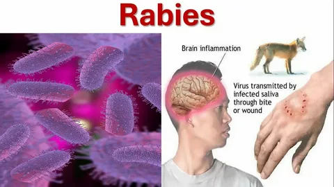 Understanding the Real Threat of Rabies